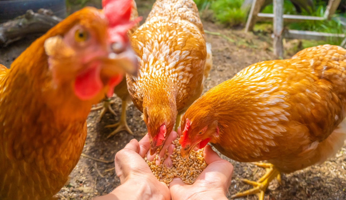 Recycling Our Beer Grains For Animals | Redchurch Brewery